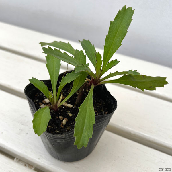 園芸ネット本店｜レウカンセマム：エンジェリナ3号ポット の通販【公式】