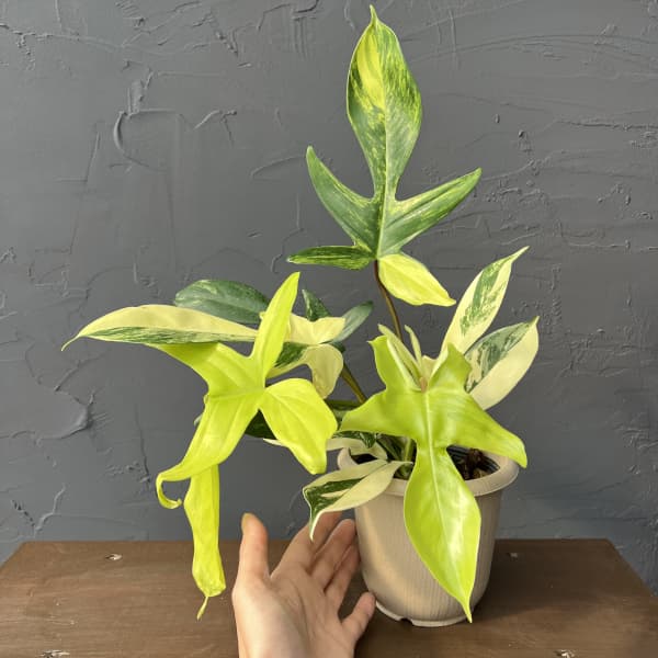 フィロデンドロン：フロリダビューティーバリエガータ（斑入）　4号26-02