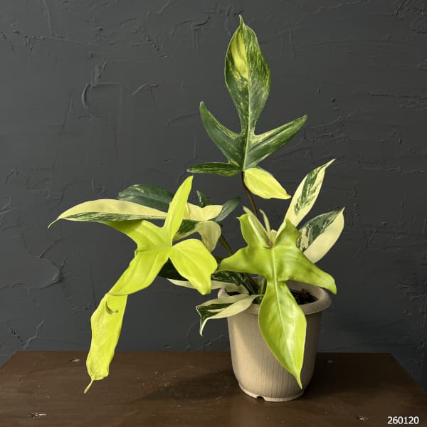 フィロデンドロン：フロリダビューティーバリエガータ（斑入）　4号26-02