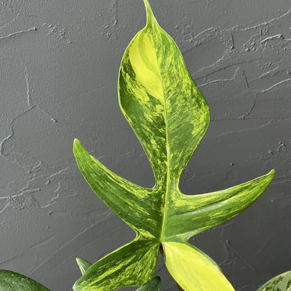 フィロデンドロン：フロリダビューティーバリエガータ（斑入）　4号26-02