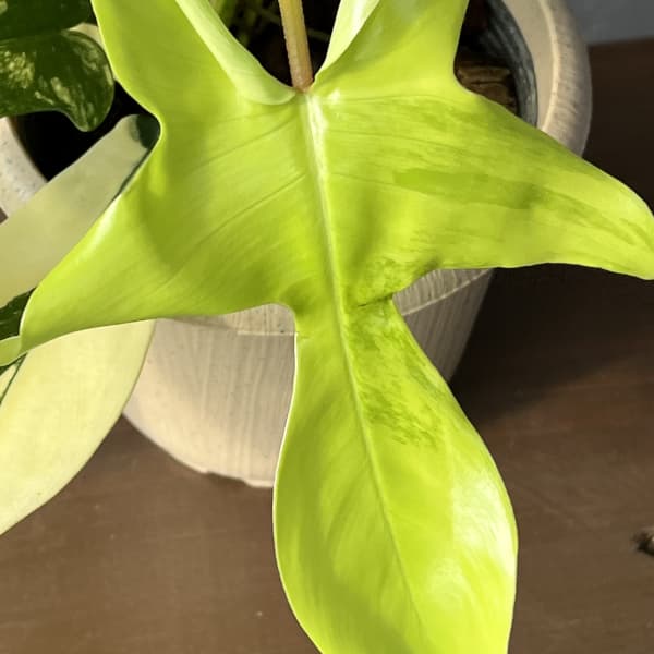 フィロデンドロン：フロリダビューティーバリエガータ（斑入）　4号26-02