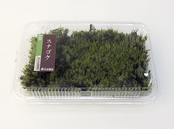 コケ(苔):スナゴケ(砂苔)大パック入り(19.5×12.5cm)