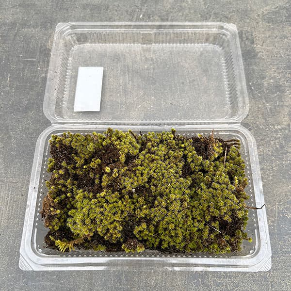コケ（苔）：スナゴケ（砂苔）大パック入り（19.5×12.5cm）
