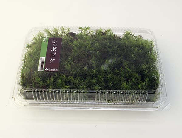コケ(苔):シッポゴケ(尻尾苔)大パック入り(19.5×12.5cm)