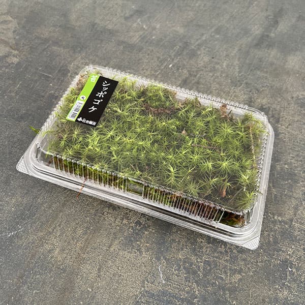 コケ(苔):シッポゴケ(尻尾苔)大パック入り(19.5×12.5cm)