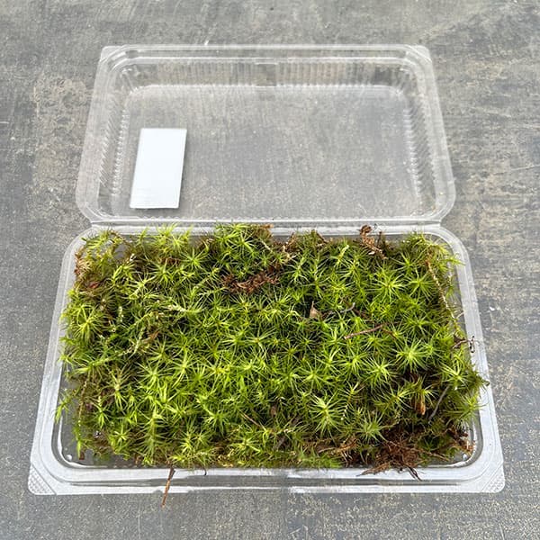 コケ(苔):シッポゴケ(尻尾苔)大パック入り(19.5×12.5cm)