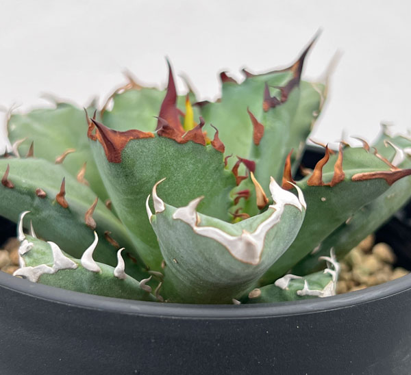 アガベ：チタノタ 姫仁王冠 3.5号鉢植え の通販 | 園芸ネット