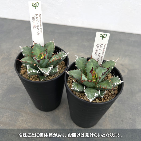 アガベ:チタノタ 姫仁王冠 3.5号鉢植え