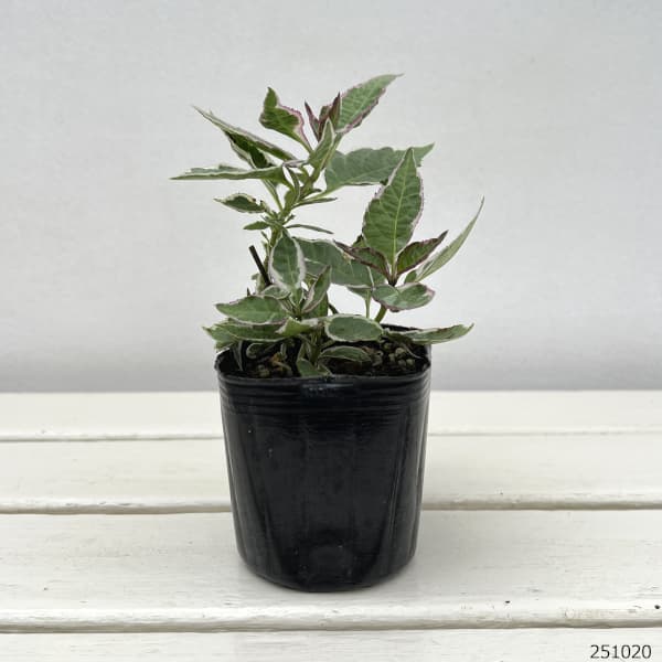 アジサイ(斑入り):オーロラパープル3号ポット