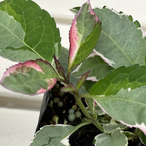 アジサイ(斑入り):オーロラパープル3号ポット