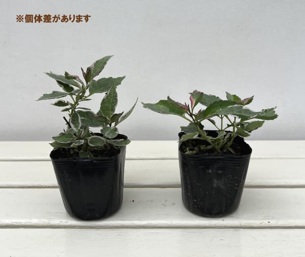 アジサイ(斑入り):オーロラパープル3号ポット