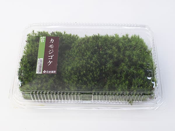 コケ(苔):カモジゴケ大パック入り(19.5×12.5cm)