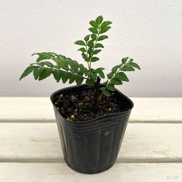 山椒(サンショウ):朝倉(アサクラ)大粒3号ポット