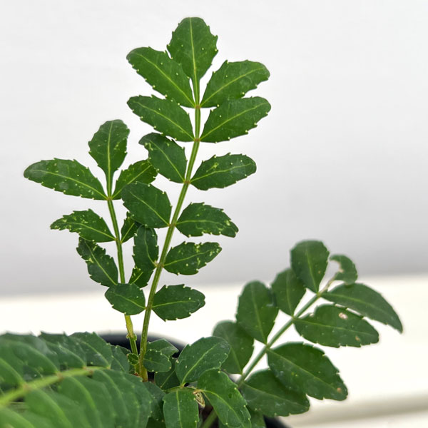 山椒(サンショウ):朝倉(アサクラ)大粒3号ポット