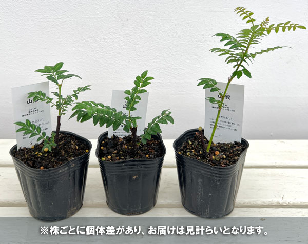 山椒(サンショウ):朝倉(アサクラ)大粒3号ポット
