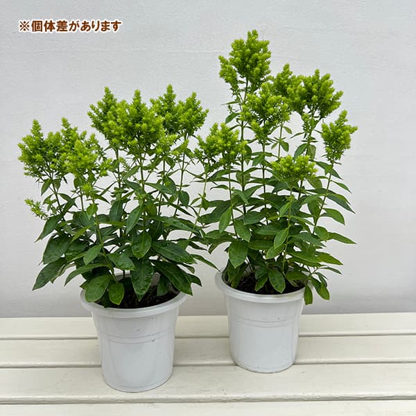 (わけあり特価)フロックス:グリーンライオン5号鉢植え