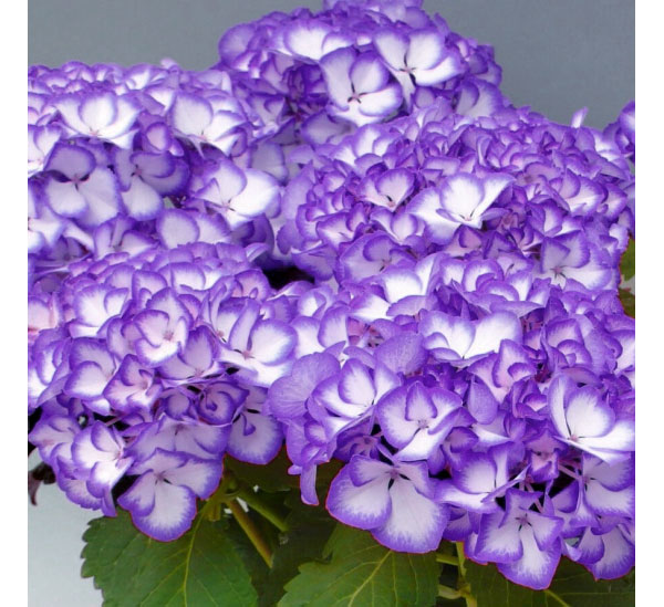 アジサイ：ジャパーニュ ミカコ（ブルー）3.5号ポット