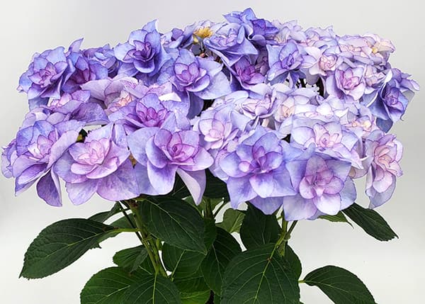 アジサイ:バロニー(ブルー)3.5号ポット