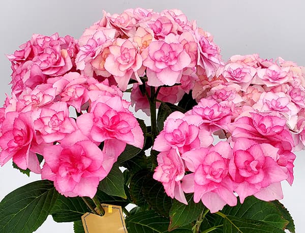 アジサイ:バロニー(ピンク)3.5号ポット