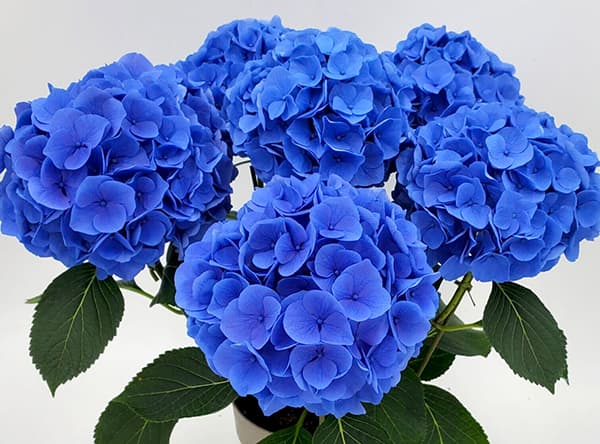 アジサイ:ペルル(ブルー)3.5号ポット