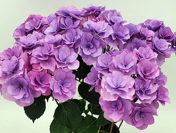 アジサイ：クレア（ブルー）3.5号ポット