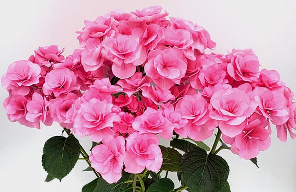 アジサイ：クレア（ピンク）3.5号ポット