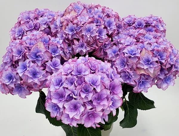 アジサイ:星のかけら(ブルー)3.5号ポット