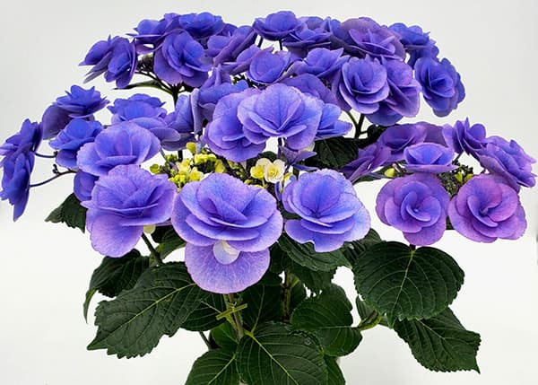 アジサイ：ポムポム（ブルー）3.5号ポット