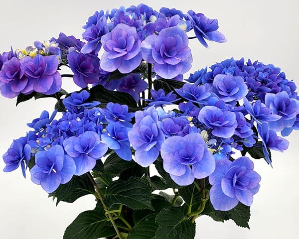 アジサイ：リリールー（ブルー）3.5号ポット