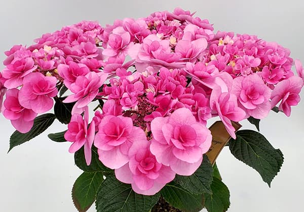 アジサイ：リリールー（ピンク）3.5号ポット