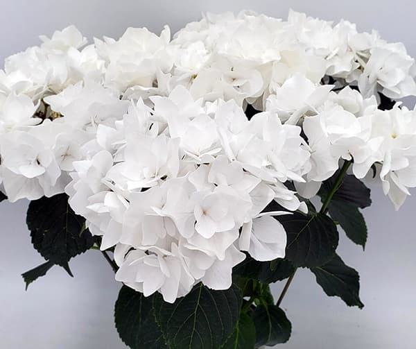 アジサイ:エレスノ(ホワイト)3.5号ポット