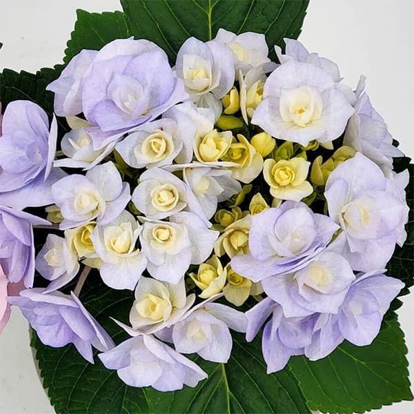 アジサイ:ノーブリア(ブルー)3.5号ポット