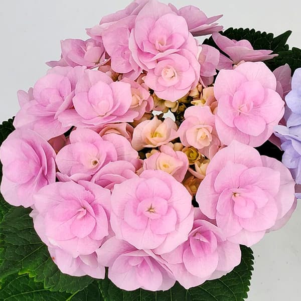 アジサイ：ノーブリア（ピンク）3.5号ポット