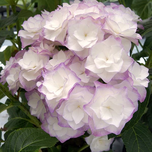 アジサイ：光雲（コウウン）（ブルー）3.5号ポット