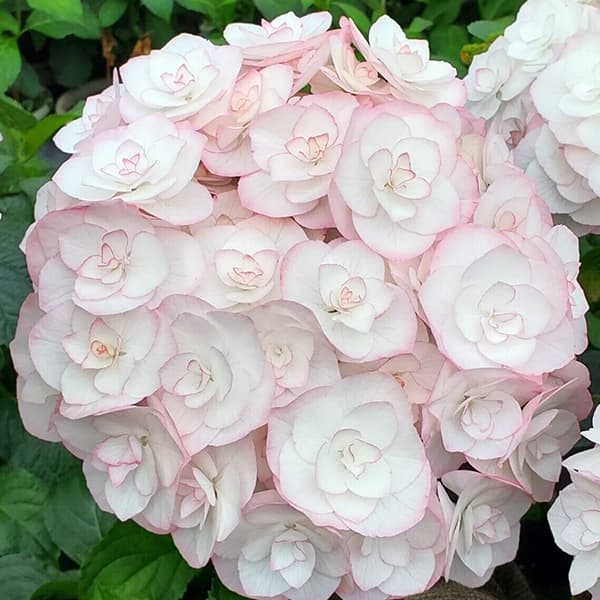 アジサイ:光雲(コウウン)(ピンク)3.5号ポット