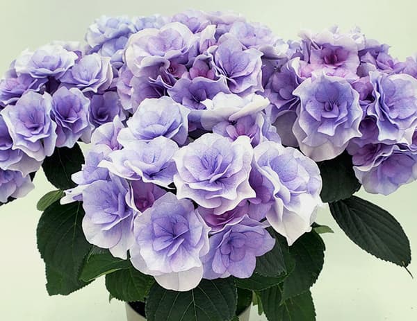 アジサイ：クレインブーケ（旧名アイラ）ブルー3.5号ポット