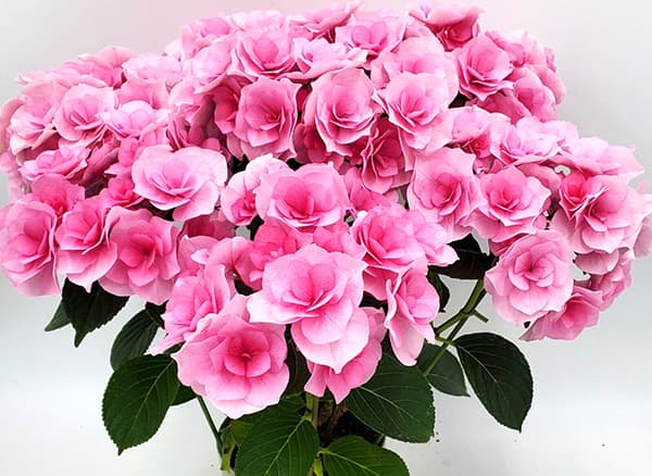 アジサイ：クレインブーケ（旧名アイラ）ピンク3.5号ポット