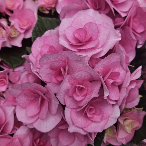 アジサイ：クレインブーケ（ピンク）3.5号ポット