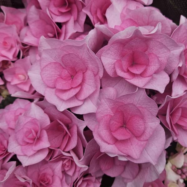 アジサイ：クレインブーケ（ピンク）3.5号ポット