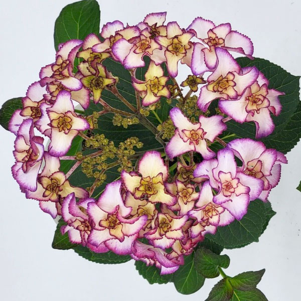 アジサイ：フローレンス（ブルー）3.5号ポット