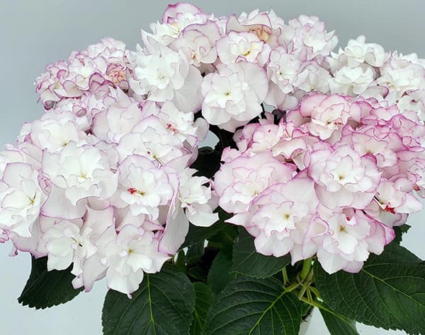 アジサイ:イリス(ピンク)3.5号ポット