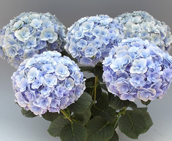 アジサイ:ポージィブーケ リリ(ブルー)3.5号ポット