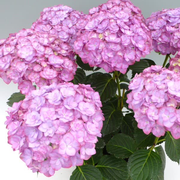 アジサイ：ポージィブーケ　エビータ（パープル）3.5号ポット