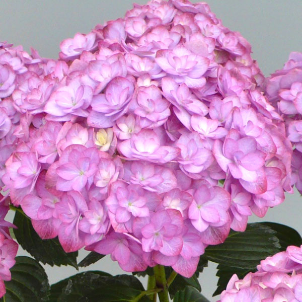 アジサイ：ポージィブーケ　エビータ（パープル）3.5号ポット