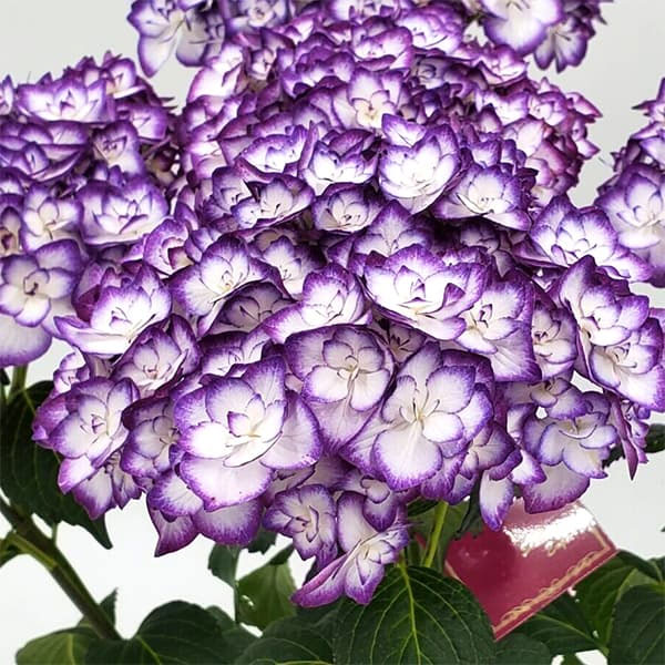 アジサイ:雅姫(みやび)(ブルー/パープル)3.5号ポット