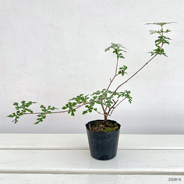 クワ:細葉クワ2.5号ポット