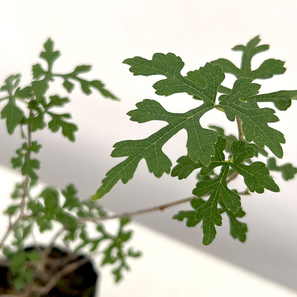 クワ:細葉クワ2.5号ポット