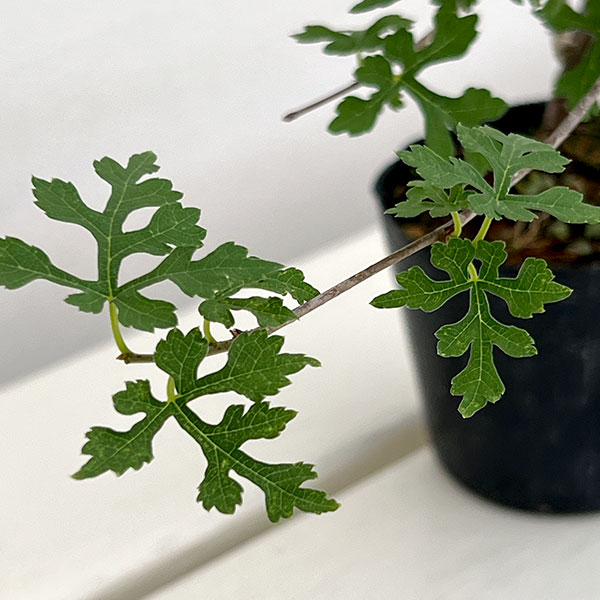 クワ:細葉クワ2.5号ポット