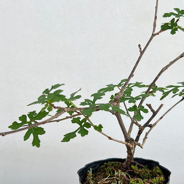 クワ:細葉クワ2.5号ポット