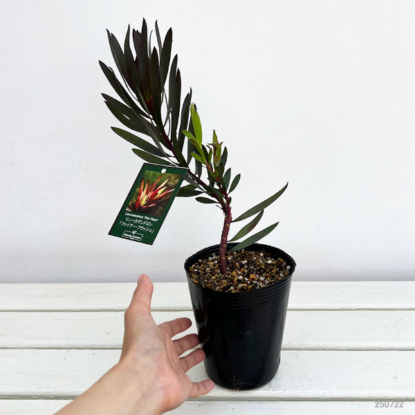 リューカデンドロン:ファイヤーフラッシュ4.5号鉢植え